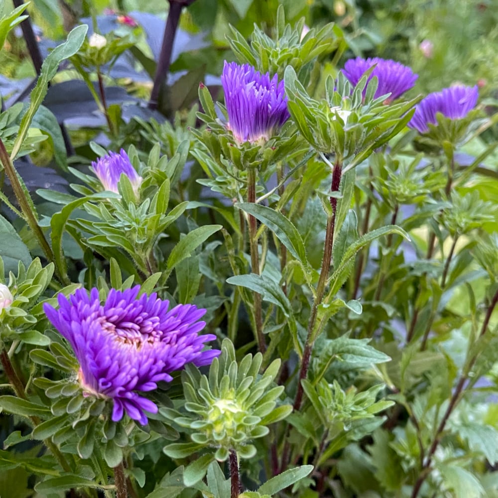 Aster 'King Size Mid Blue' - 2