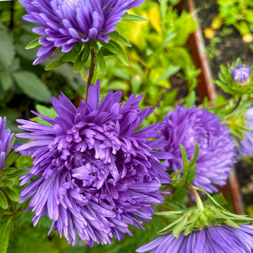 Aster 'King Size Mid Blue'