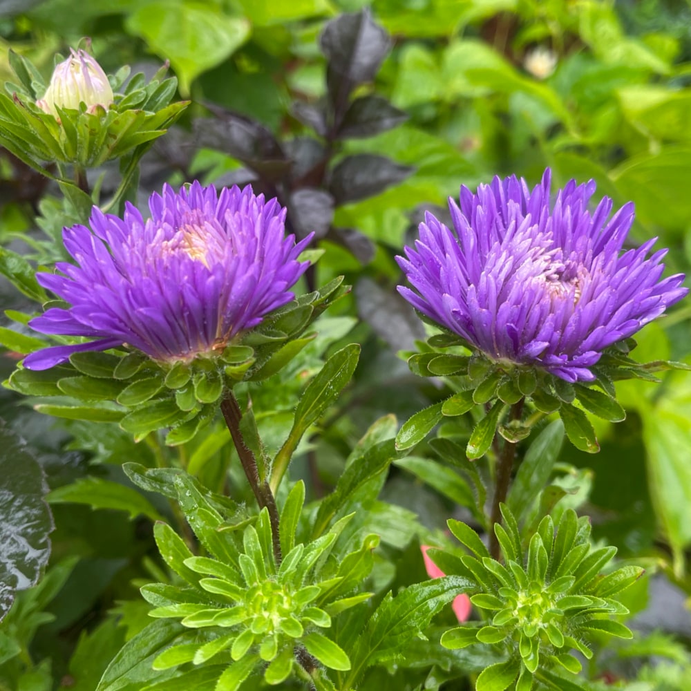 Aster 'King Size Mid Blue' - 3