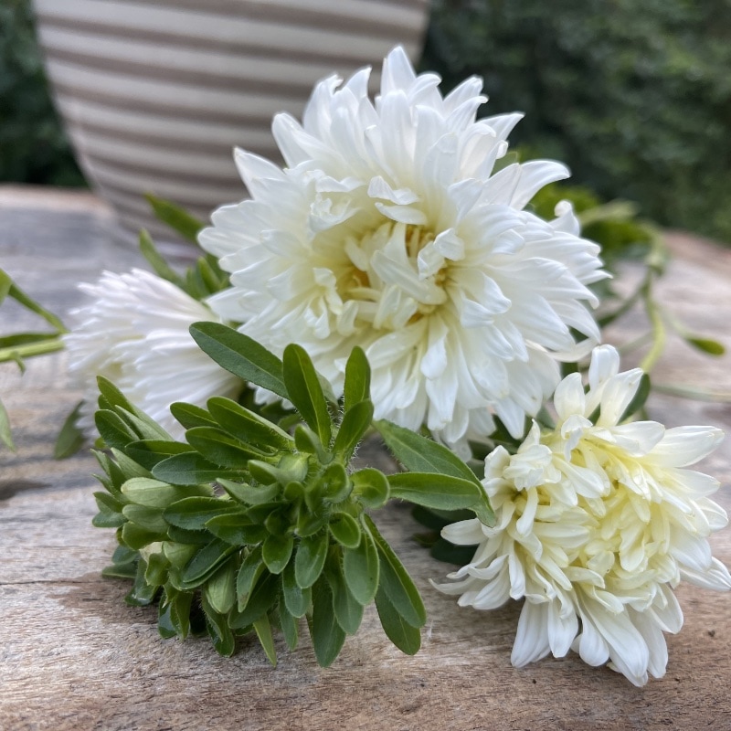 Aster 'King Size White'