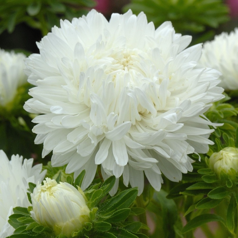Vit sommaraster King Size White