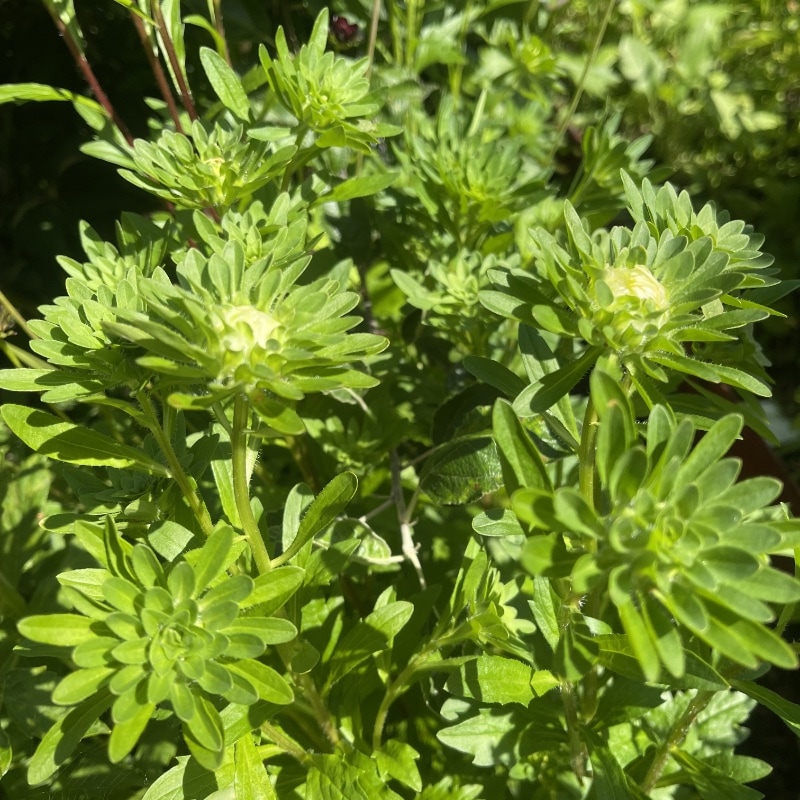 Aster 'King Size White'