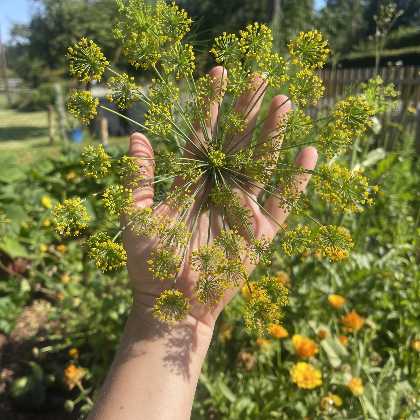 Dill 'Mammoth'