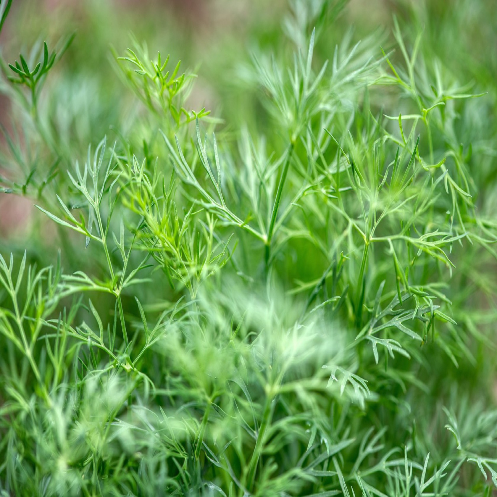 Dill 'Mammoth' - 2