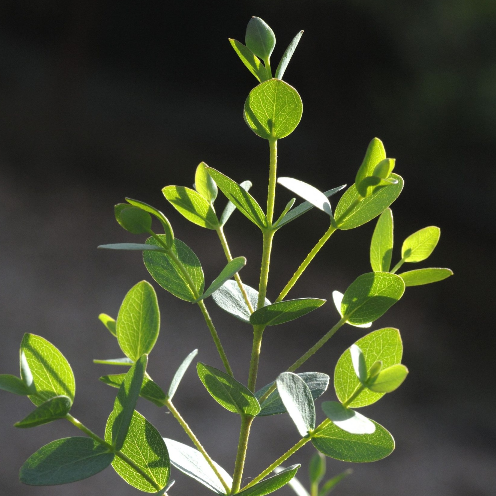 Eucalyptus 'Boxwood'