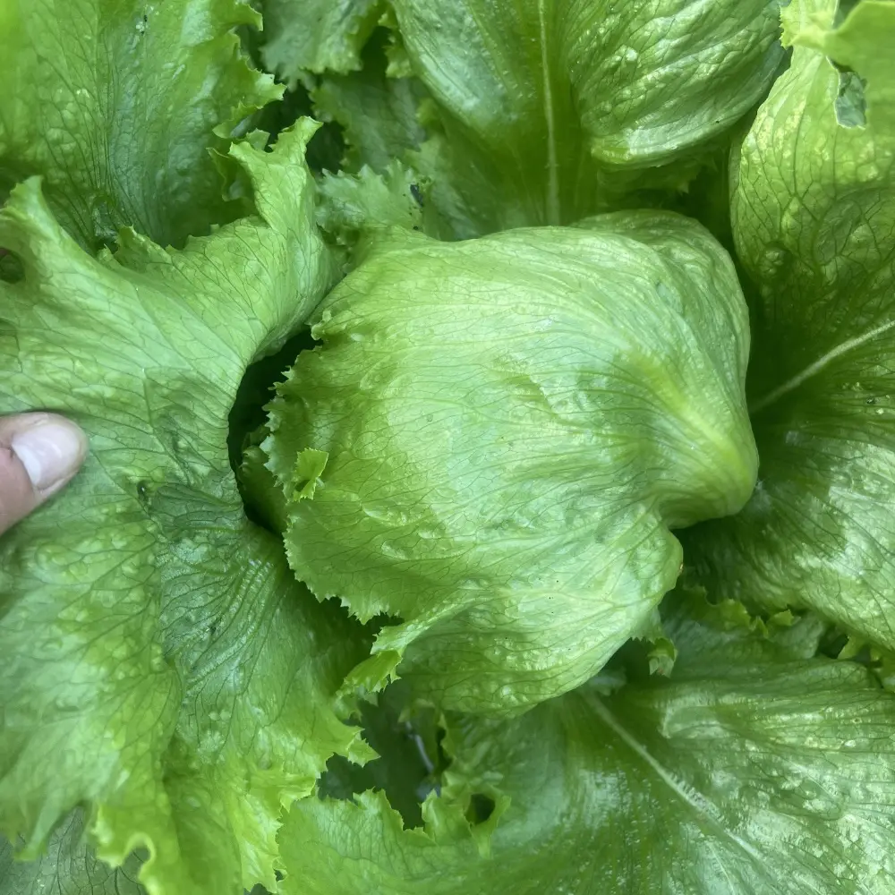 Isbergssallat 'Great Lakes 118'