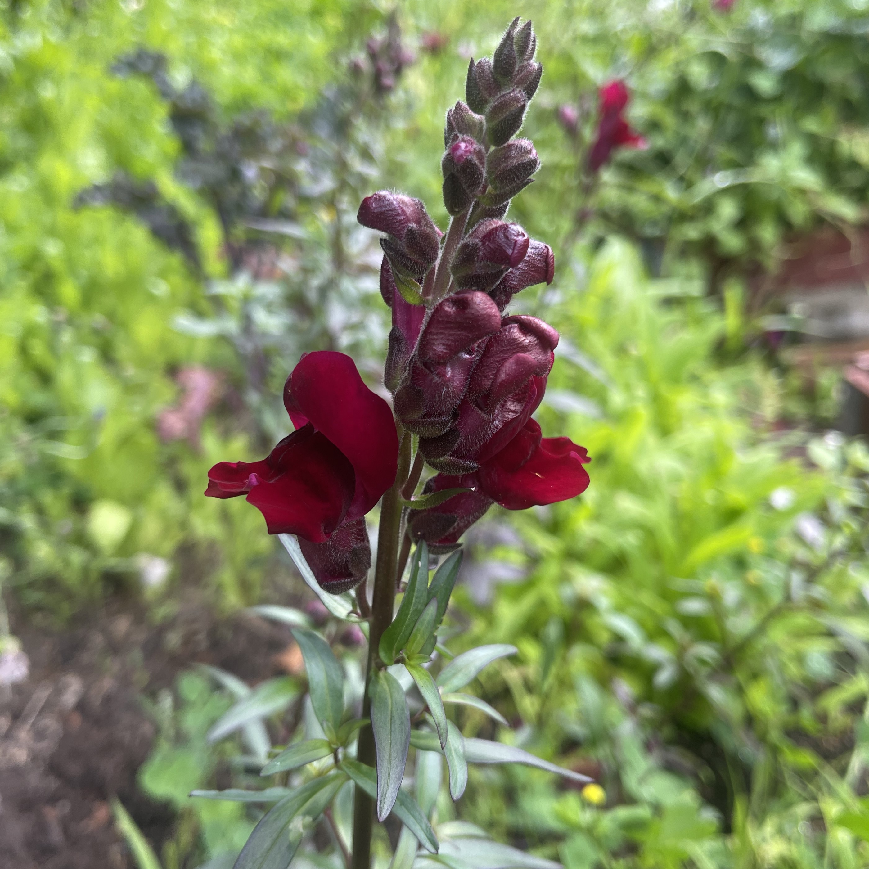 Lejongap 'Black Prince'
