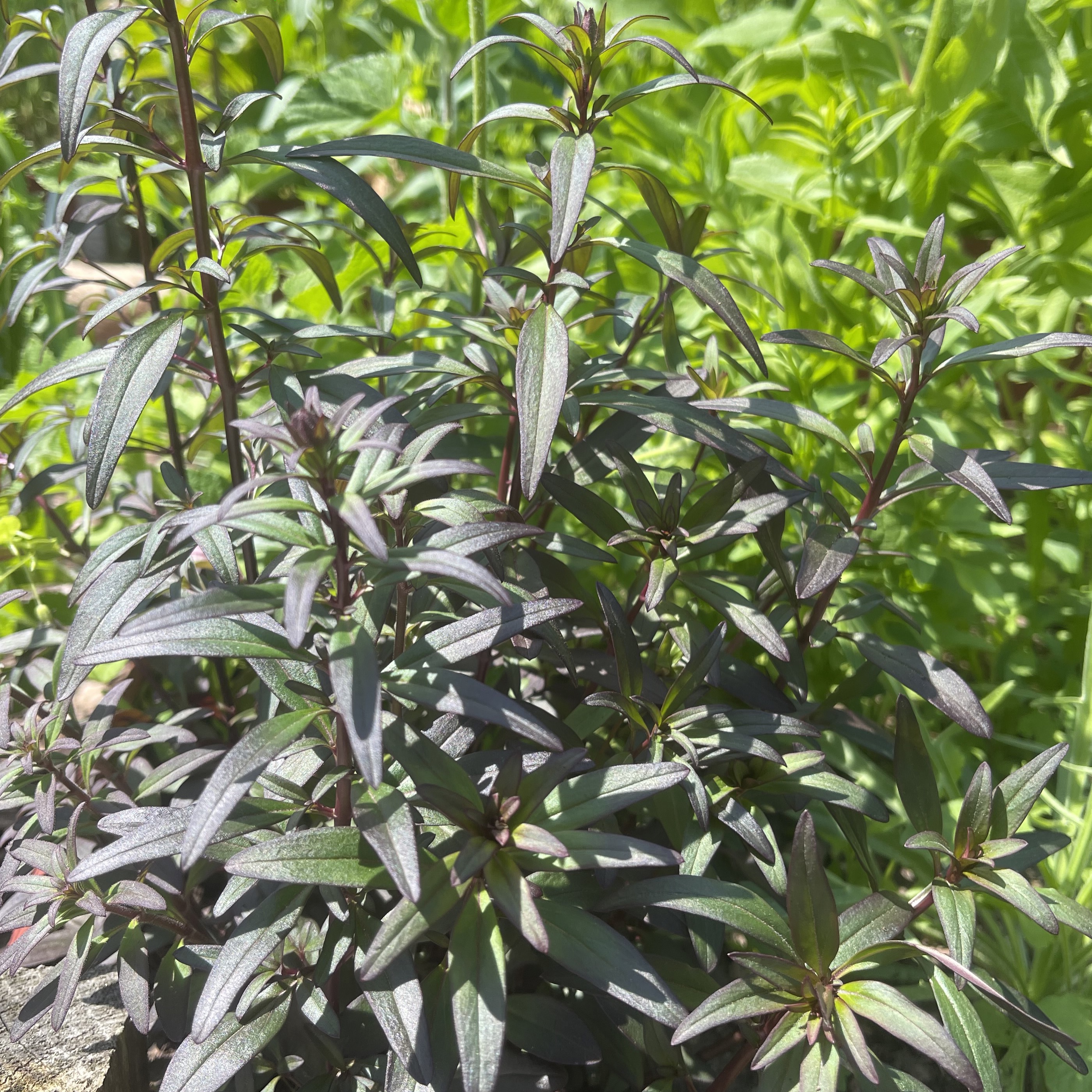 Lejongap 'Black Prince'