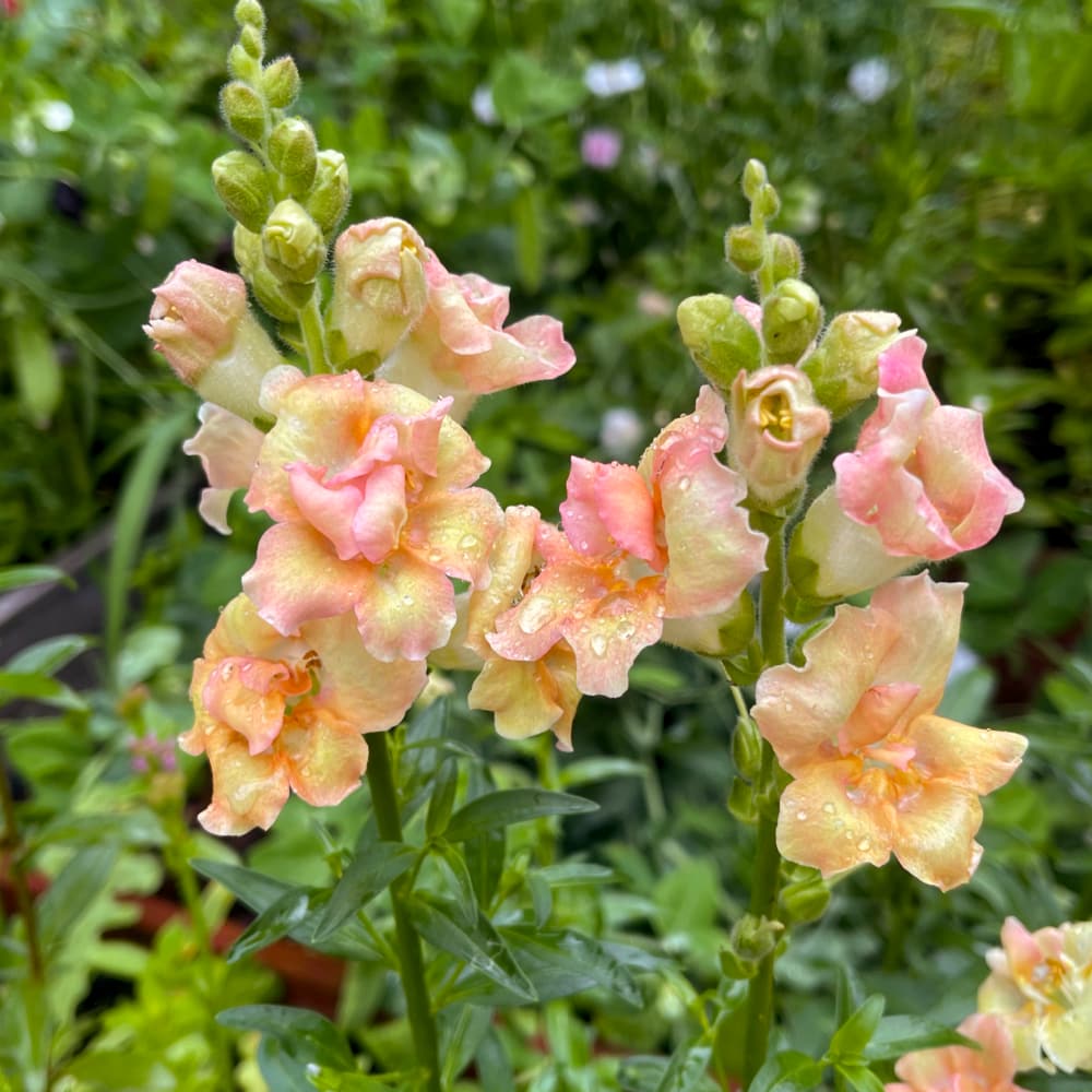 Lejongap 'Doubleshot Peach' F1 - 3
