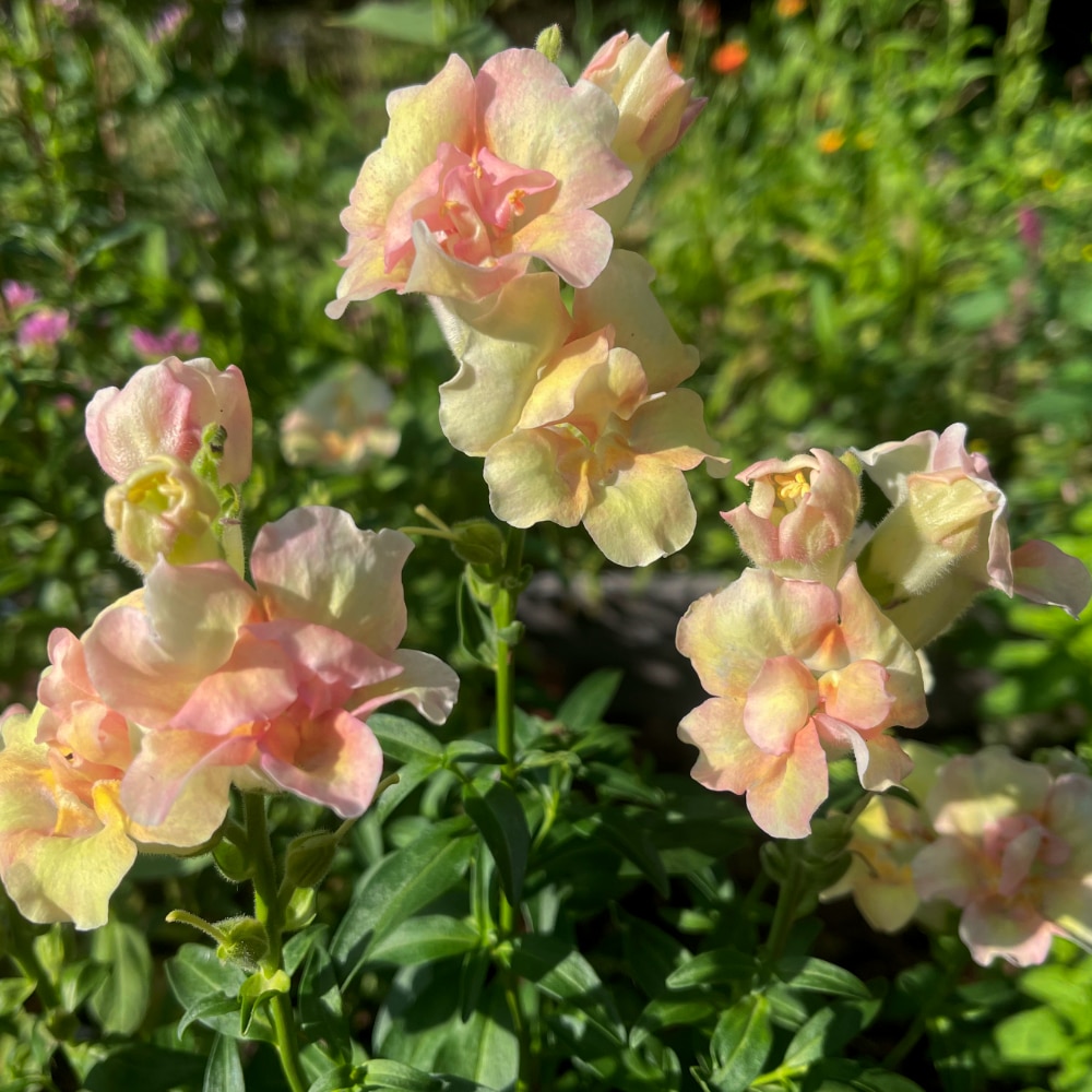Lejongap 'Doubleshot Peach' F1