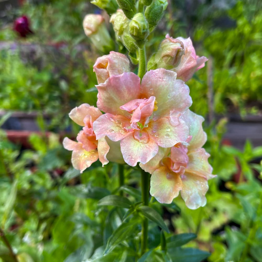 Lejongap 'Doubleshot Peach' F1