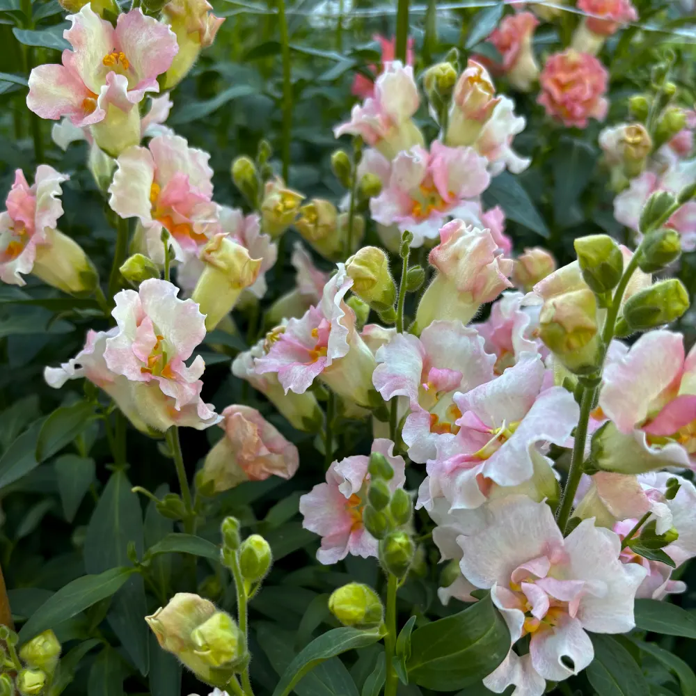 Lejongap 'Doubleshot Appleblossom' F1