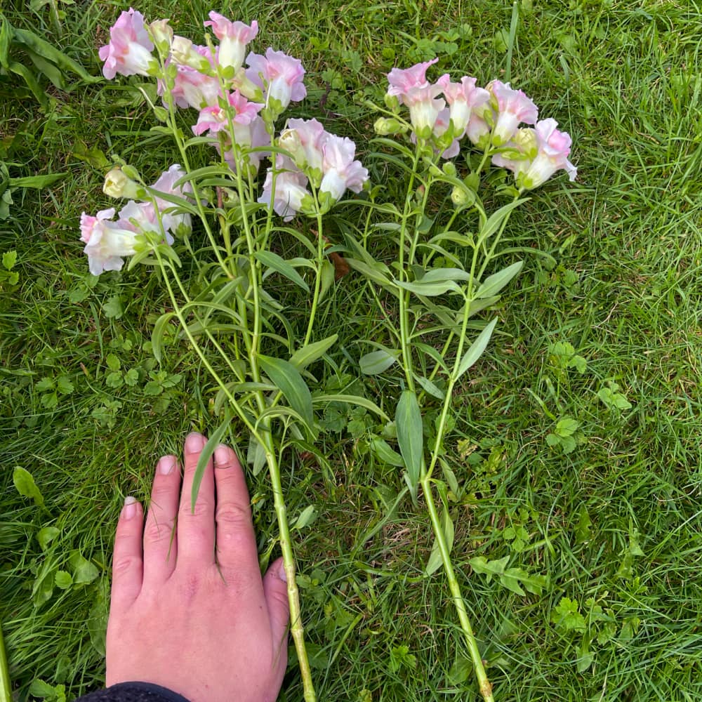 Lejongap 'Doubleshot Appleblossom' F1 - 4