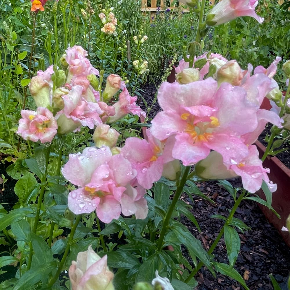 Lejongap 'Doubleshot Appleblossom' F1 - 5