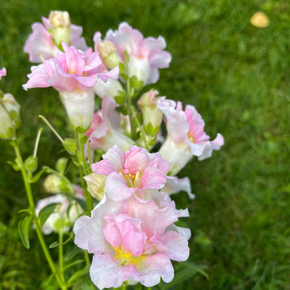Lejongap 'Doubleshot Appleblossom' F1 - 3