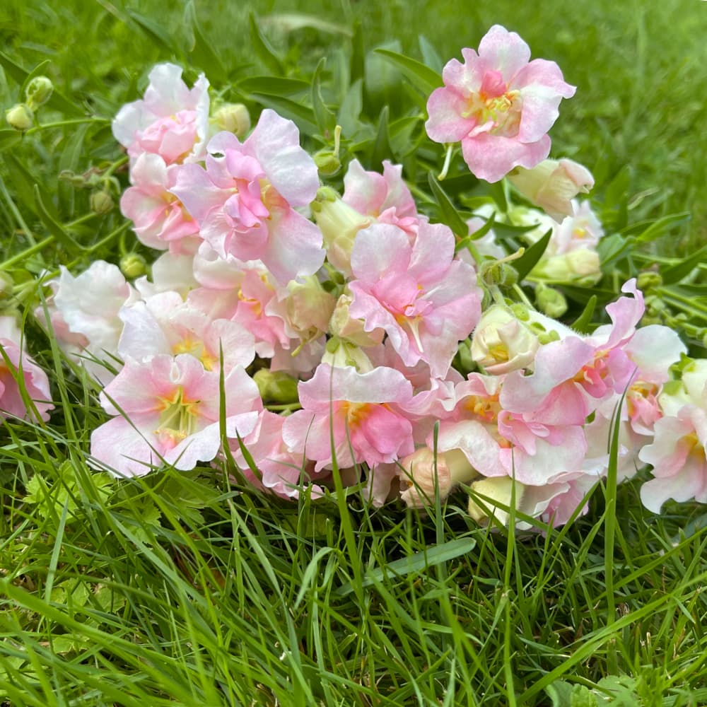 Lejongap 'Doubleshot Appleblossom' F1