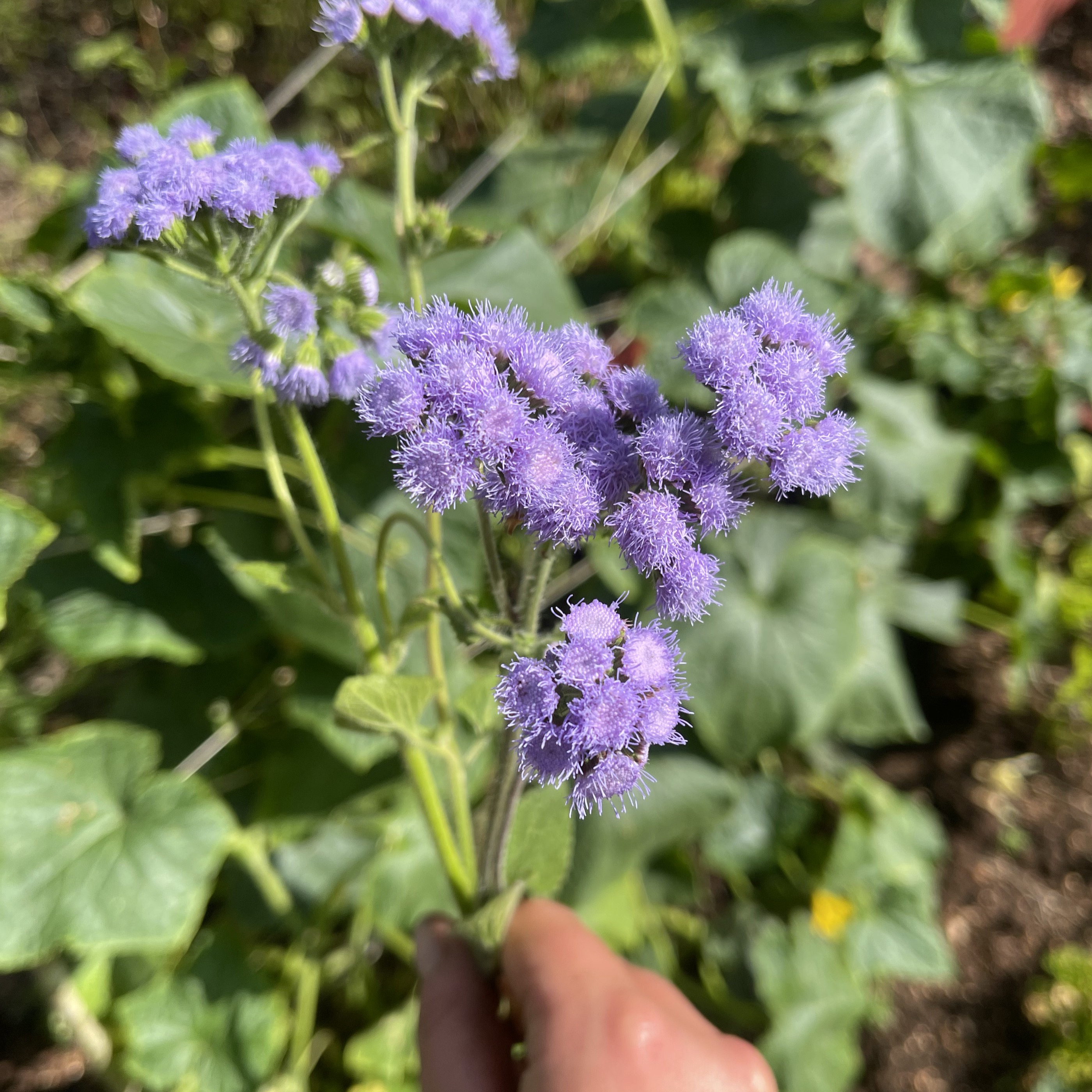 Leverbalsam 'Market Growers Blue' - 4