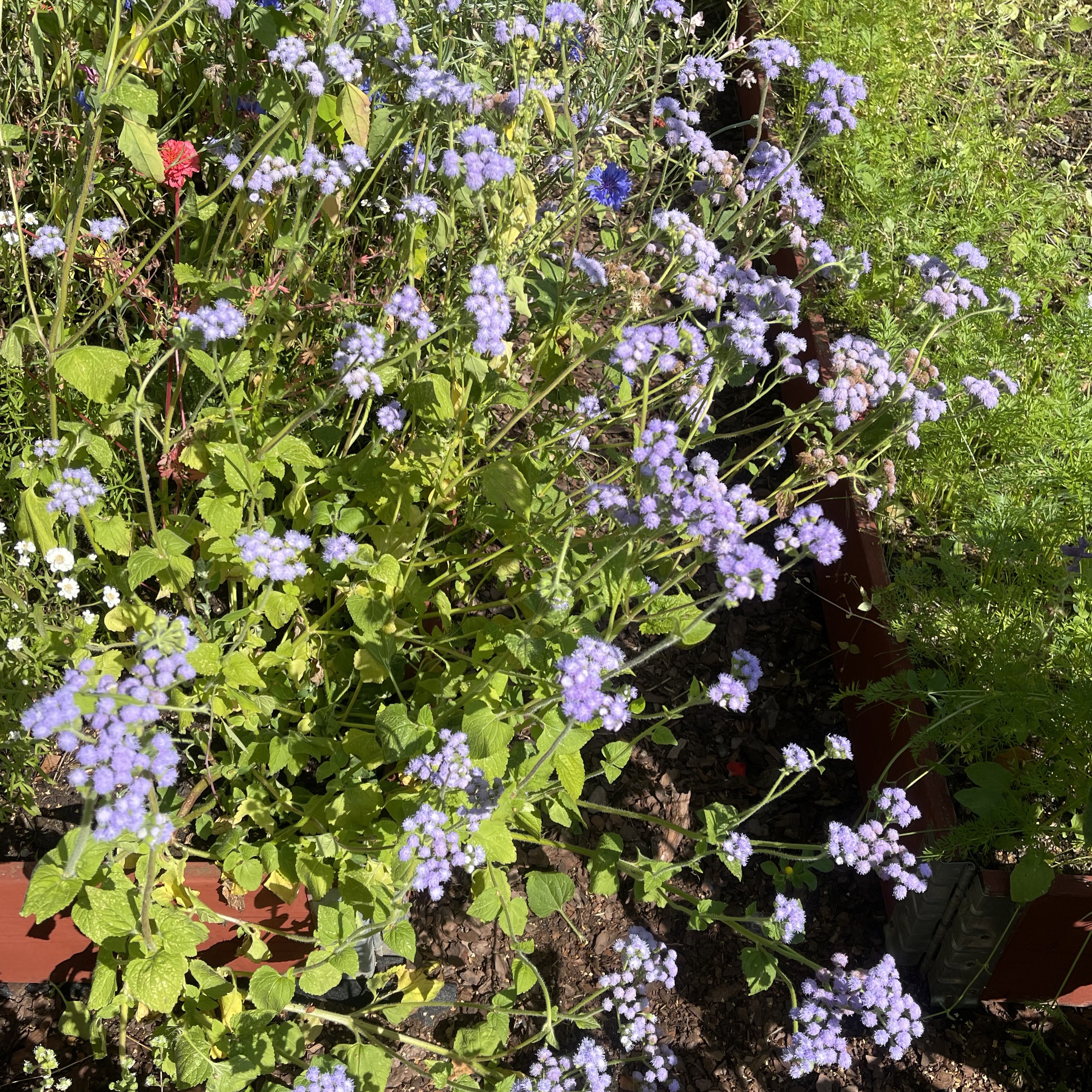 Leverbalsam 'Market Growers Blue' - 2