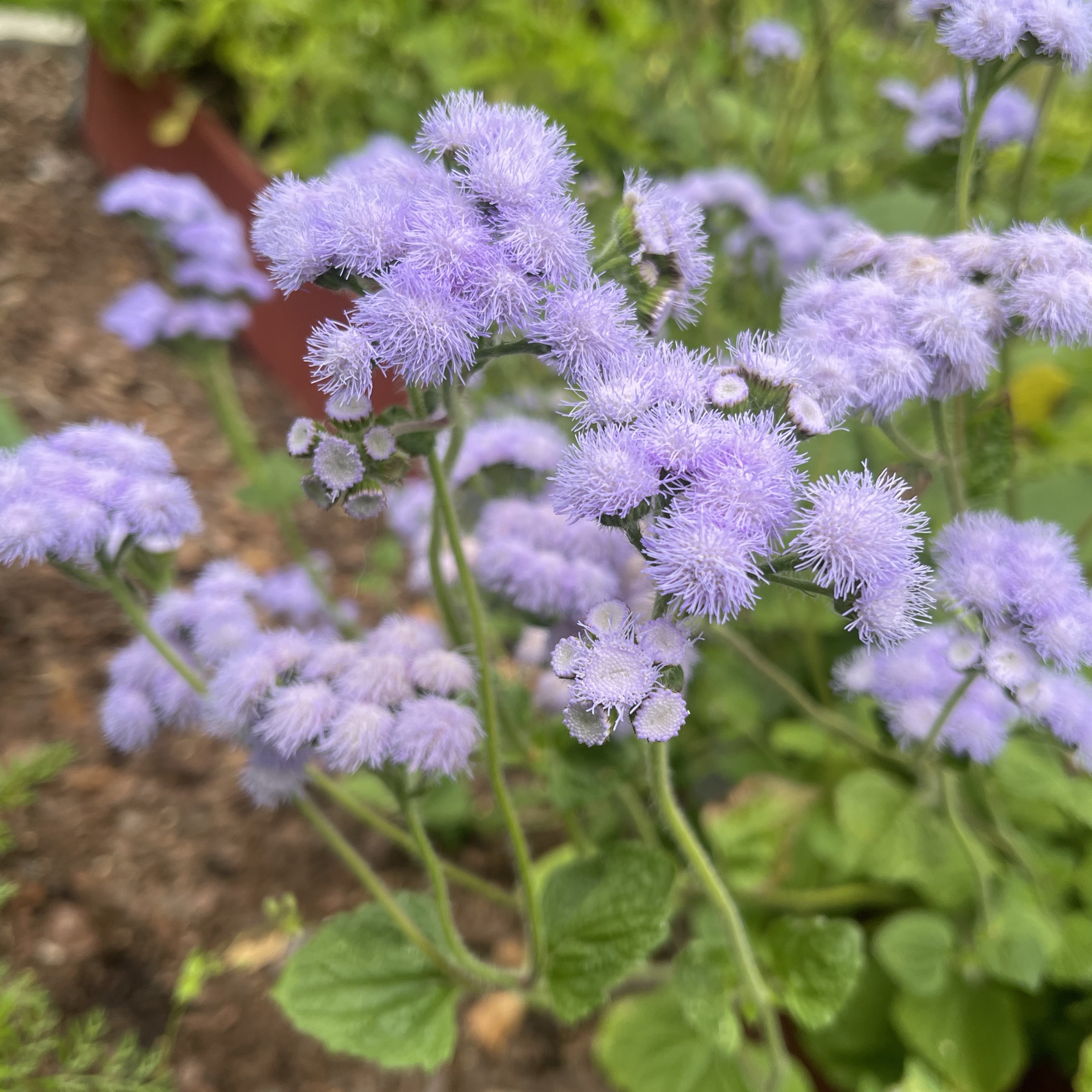 Leverbalsam 'Market Growers Blue'