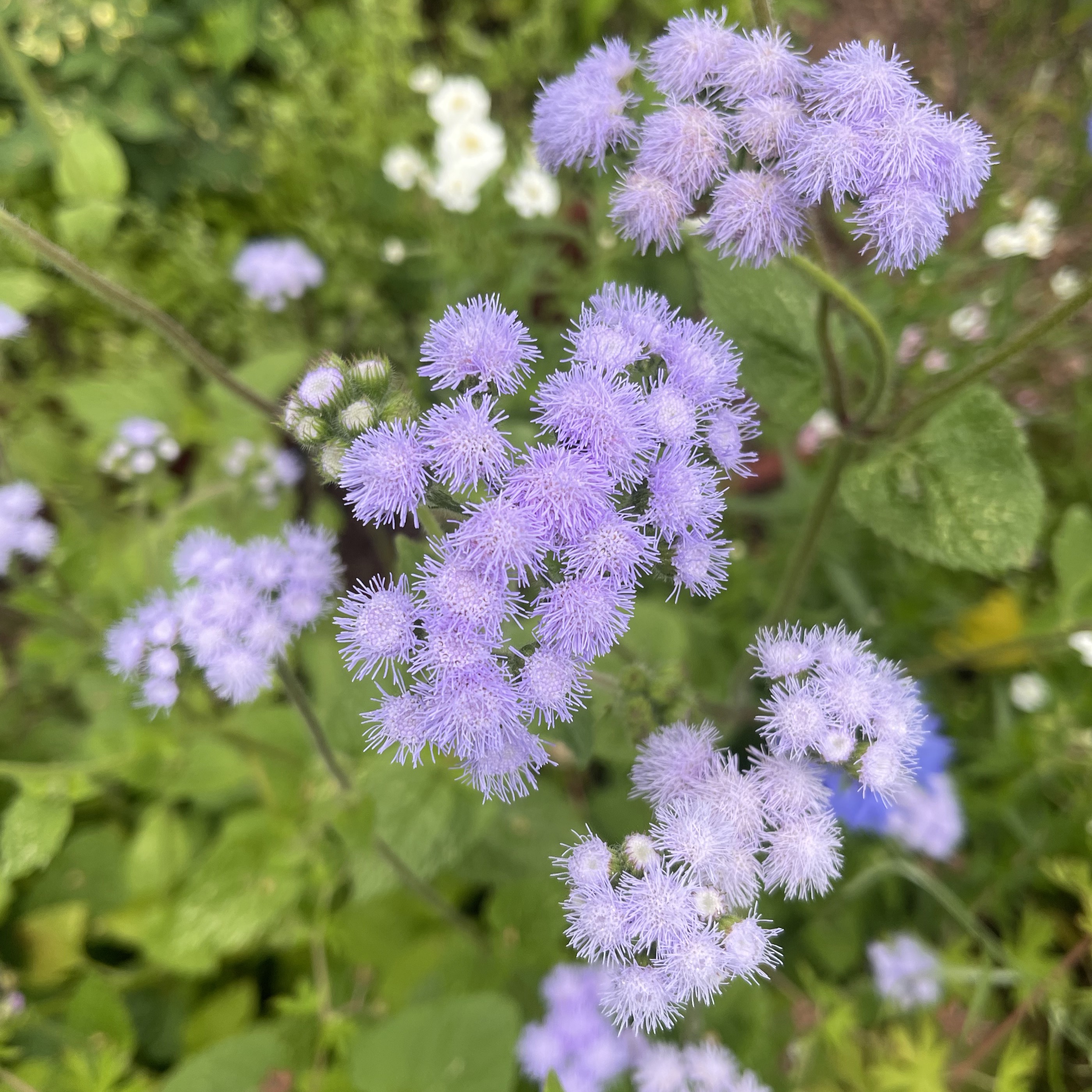 Leverbalsam 'Market Growers Blue' - 3