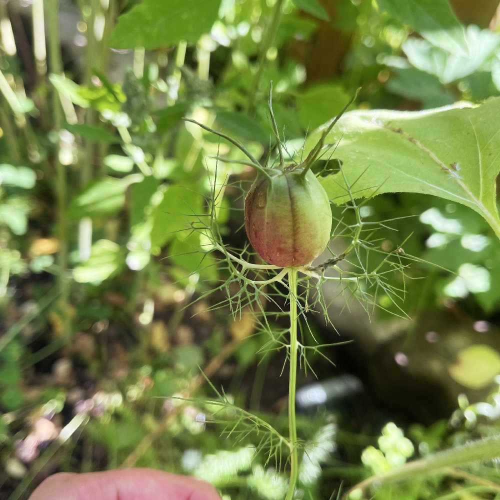 Jungfrun i det gröna 'Albion Black Pod' - 3