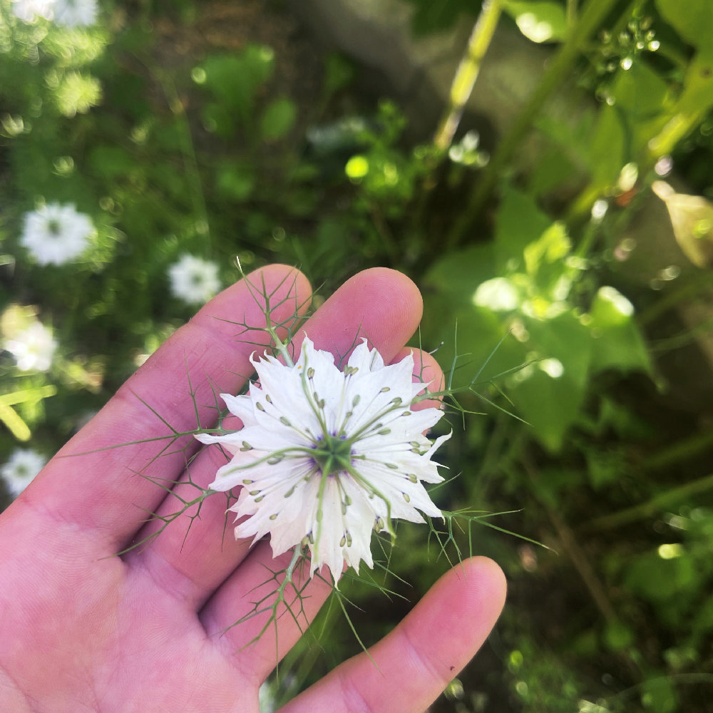 Jungfrun i det gröna 'Albion Black Pod' - 2