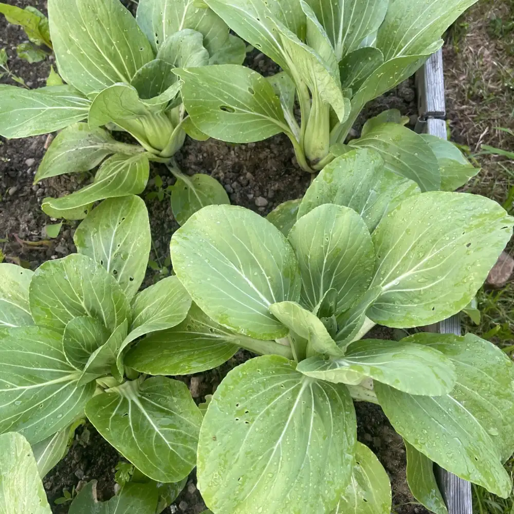 Pak Choi 'Grönstammad'
