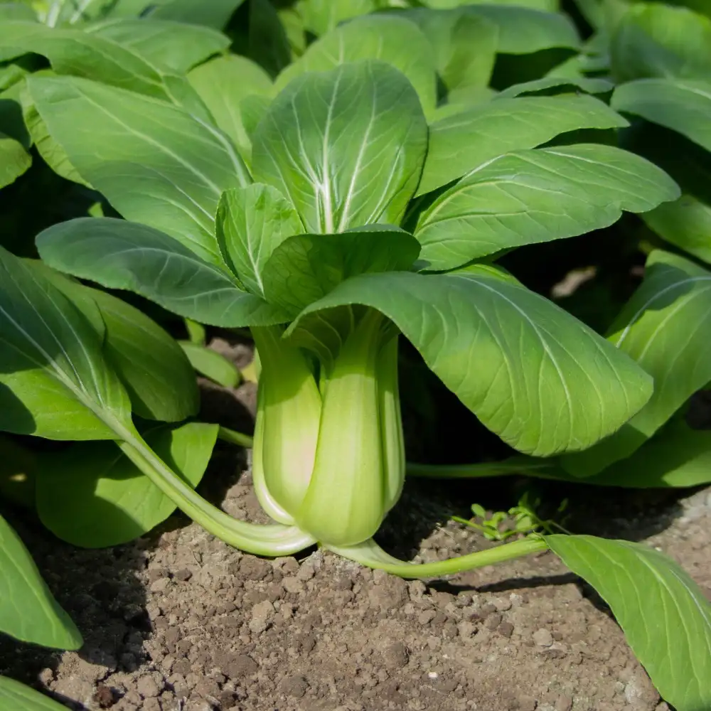 Pak Choi 'Grönstammad'