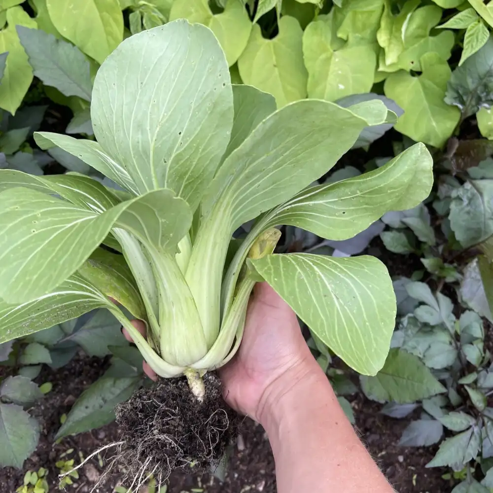 Pak Choi 'Grönstammad'