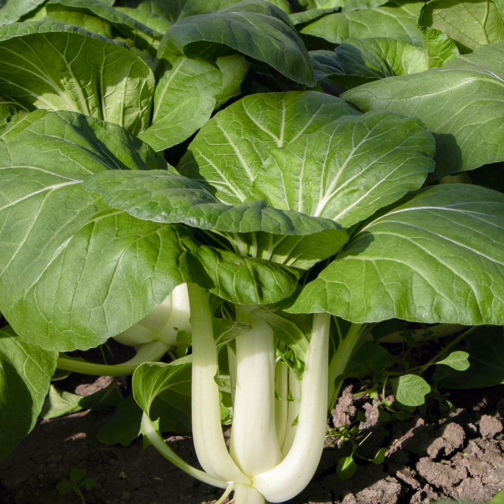 Pak Choi 'White Stem'