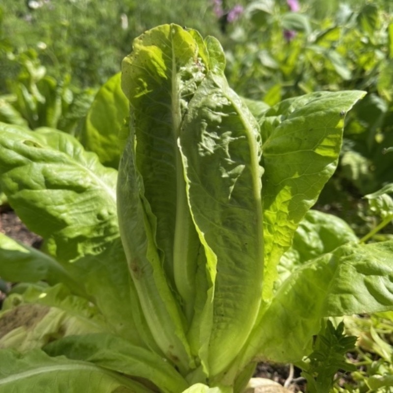Lättodlad sallat 'Little Gem'
