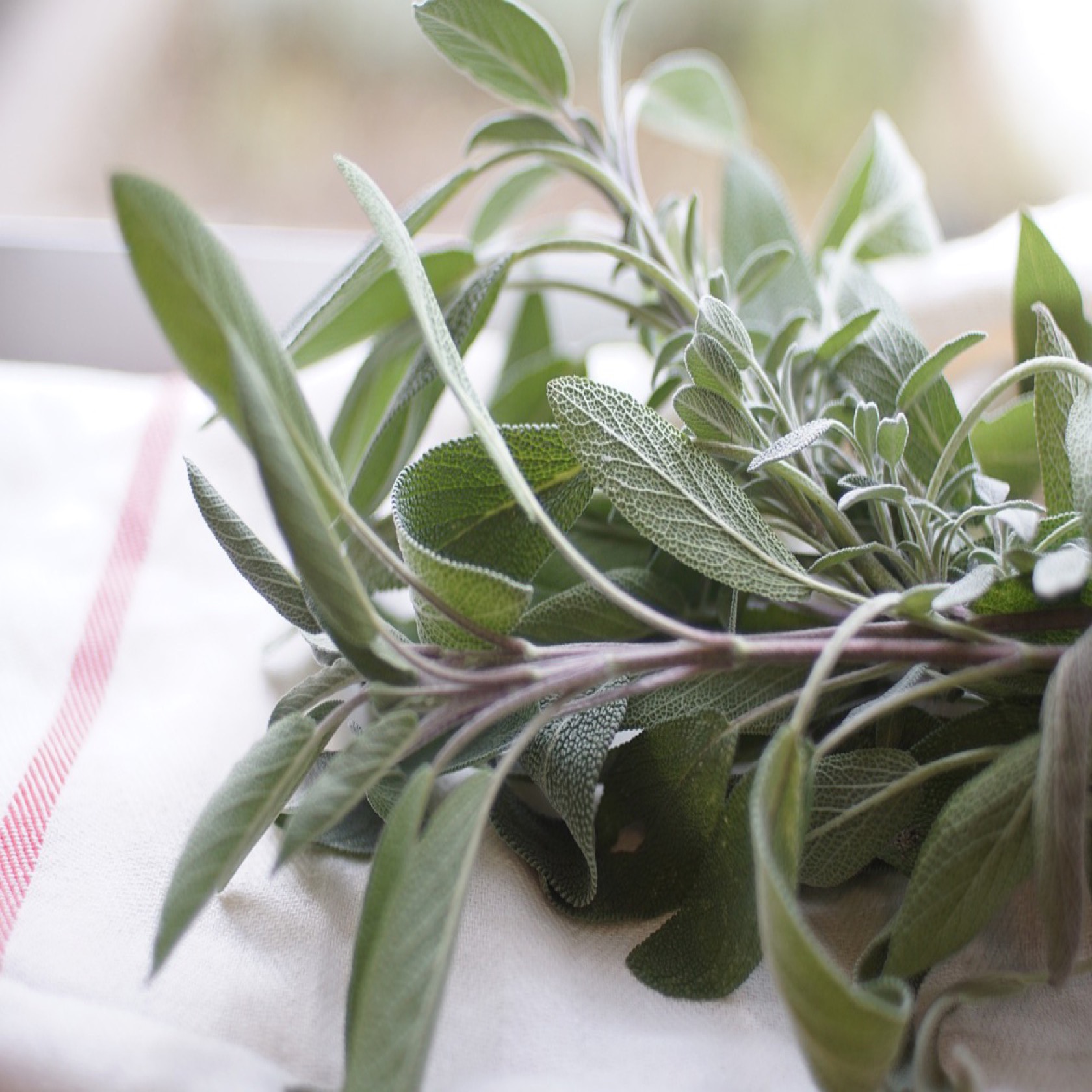 Salvia - Kryddsalvia - 4