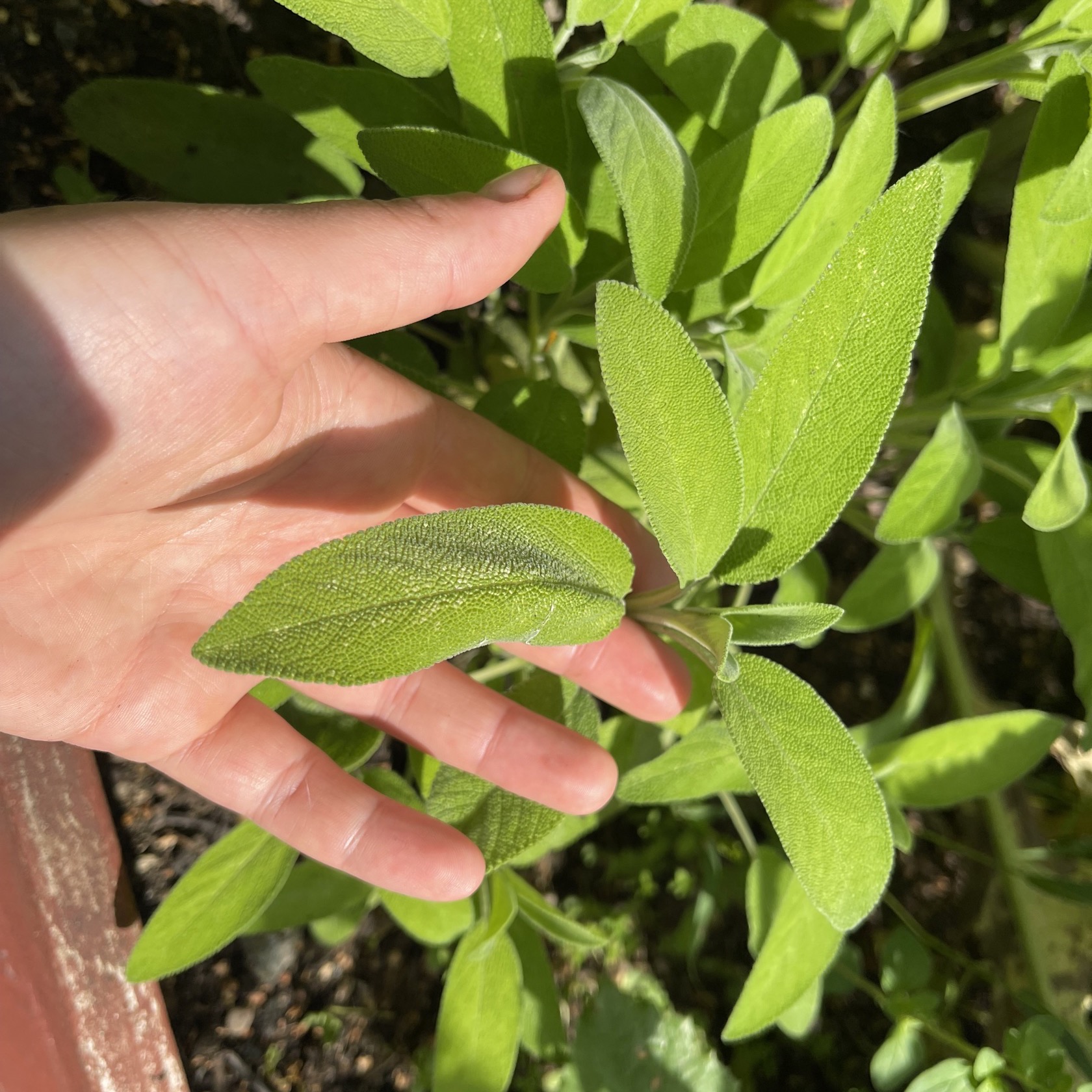 Salvia - Kryddsalvia - 3