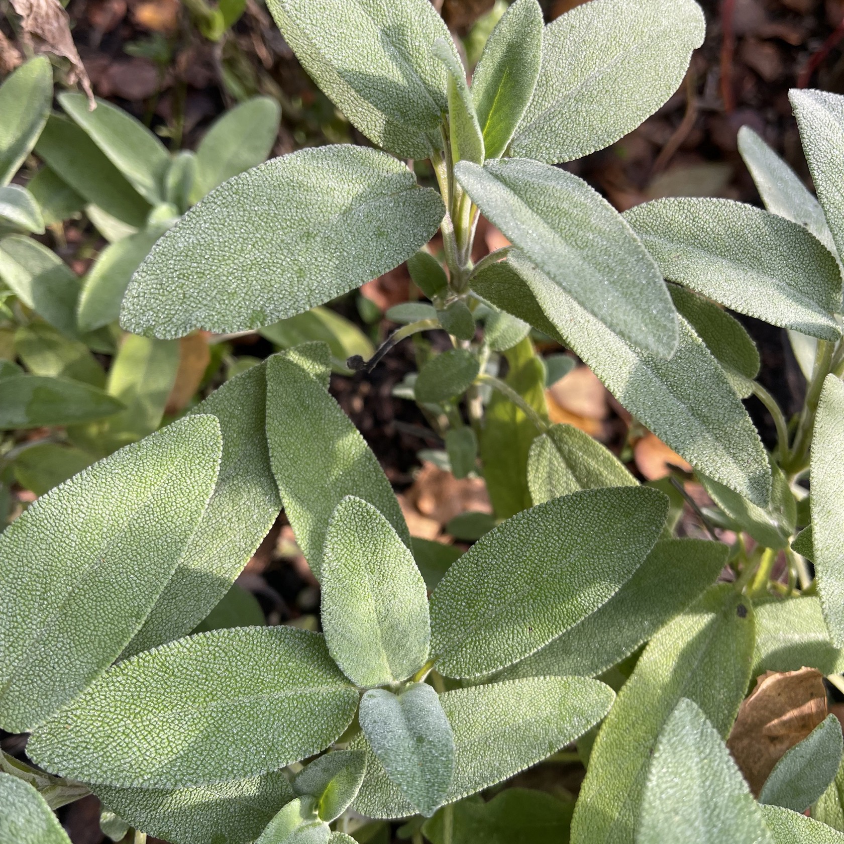 Salvia - Kryddsalvia - 2