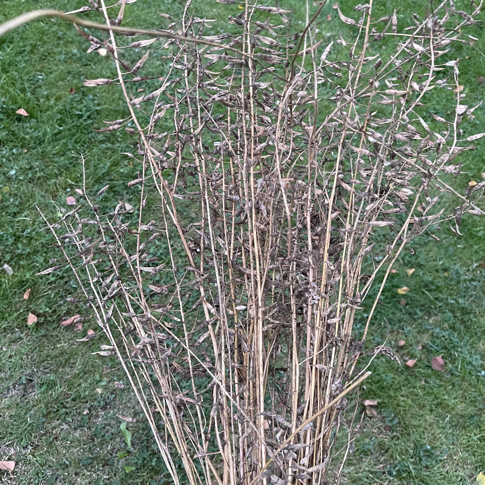 Senap 'Vitsenap'