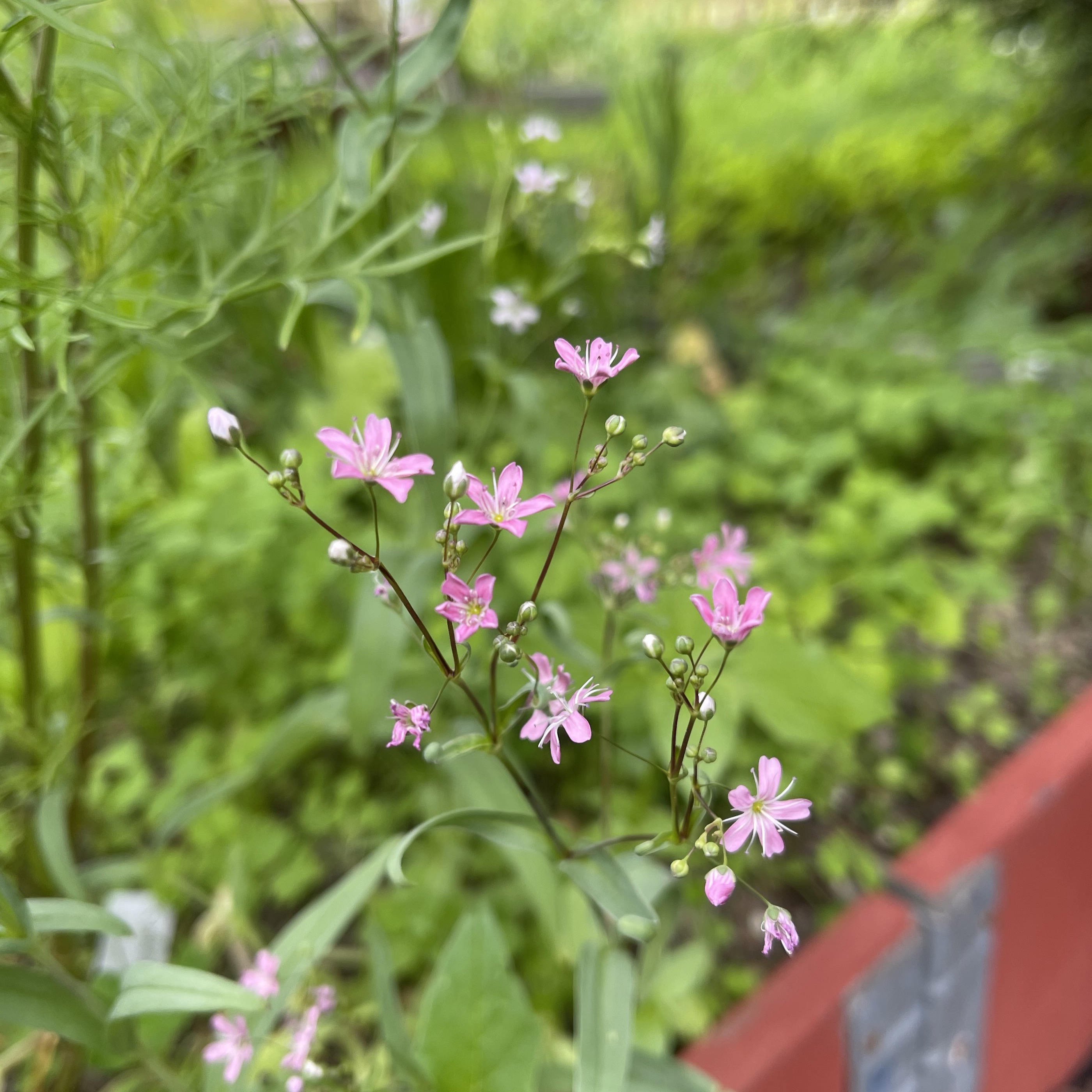 Sommarslöja 'Rosea'