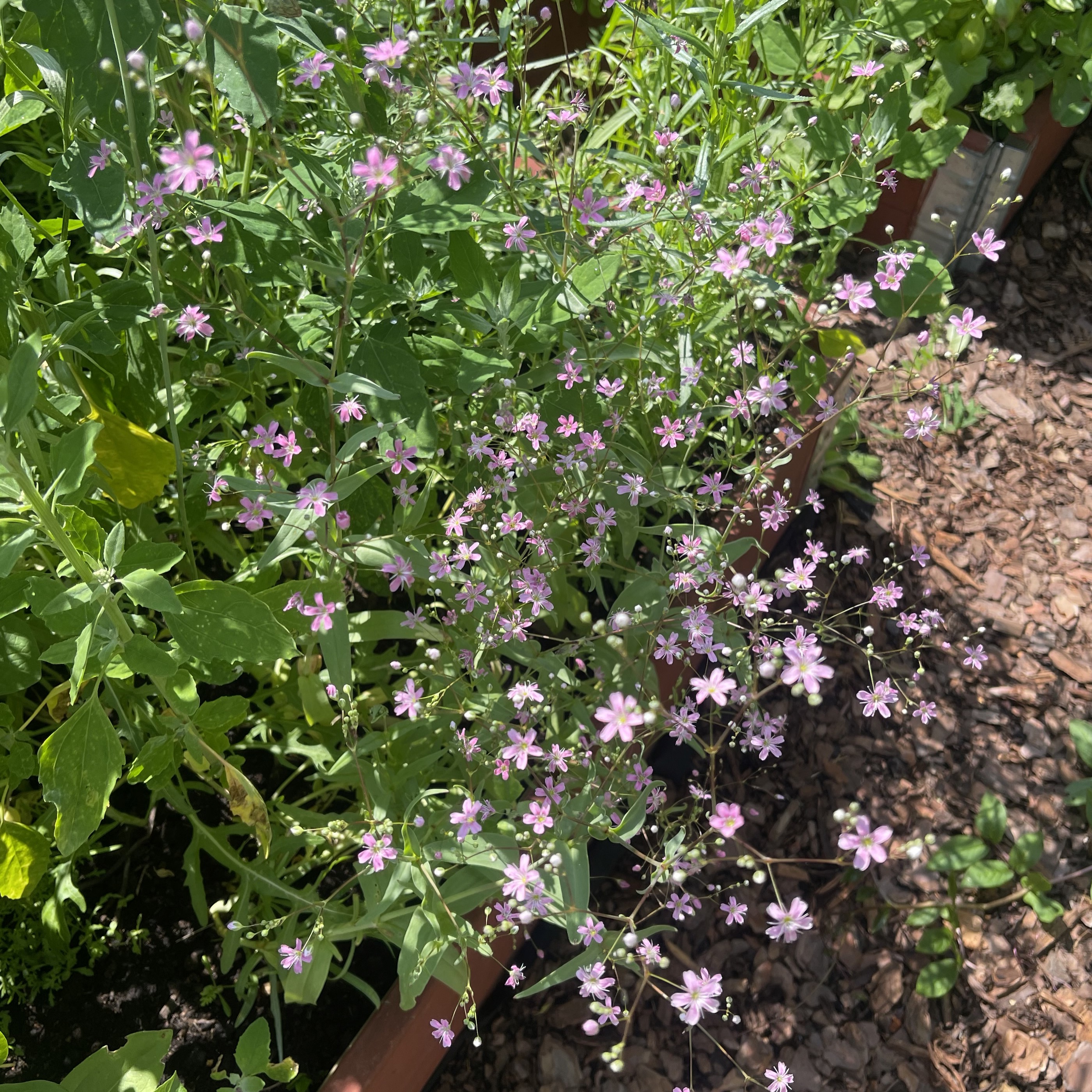 Sommarslöja 'Rosea' - 2