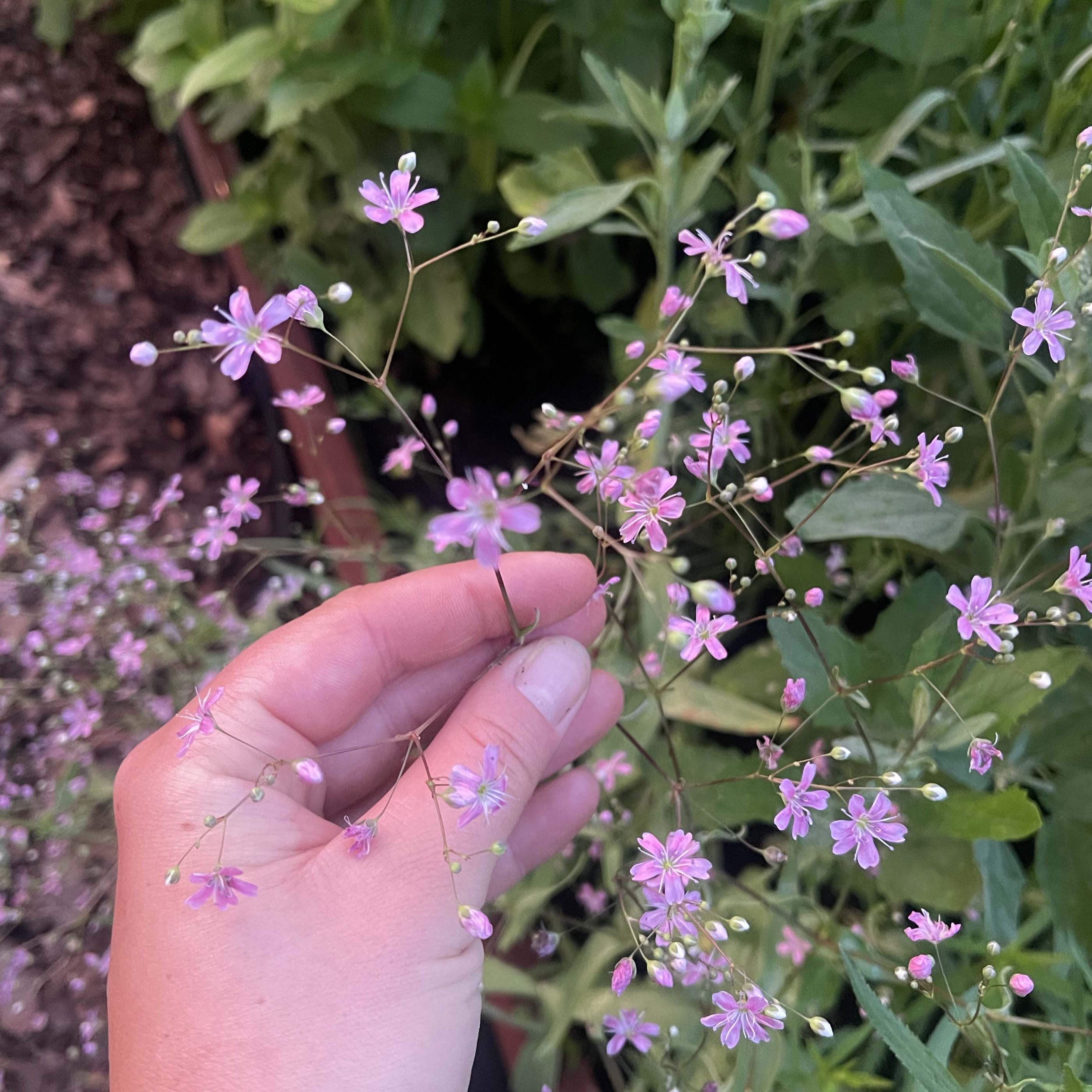 Sommarslöja 'Rosea' - 3