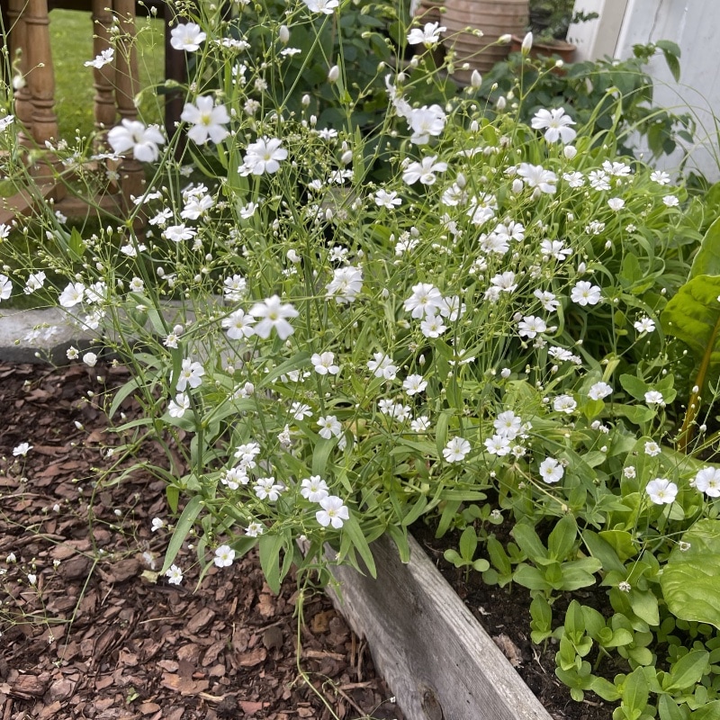 Sommarslöja i pallkrage
