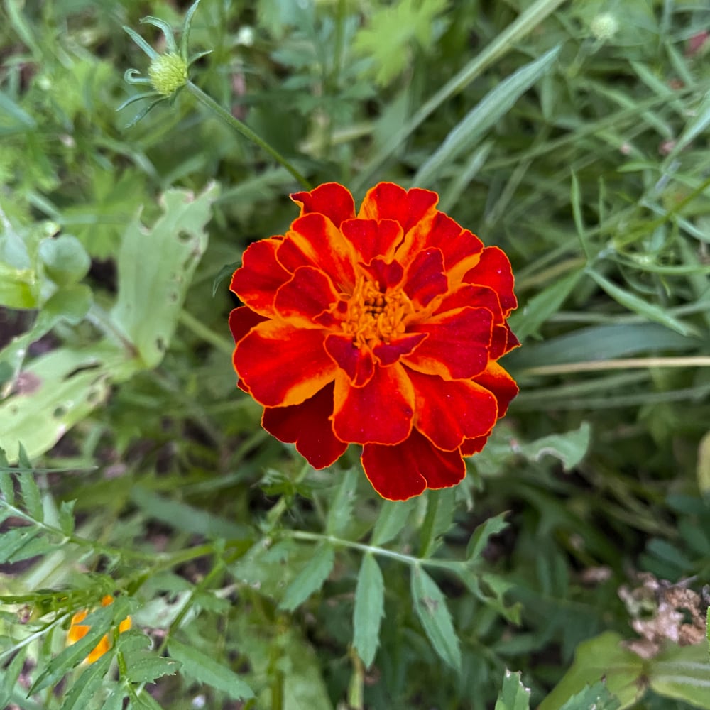 Tagetes 'Red Brocade' - 3