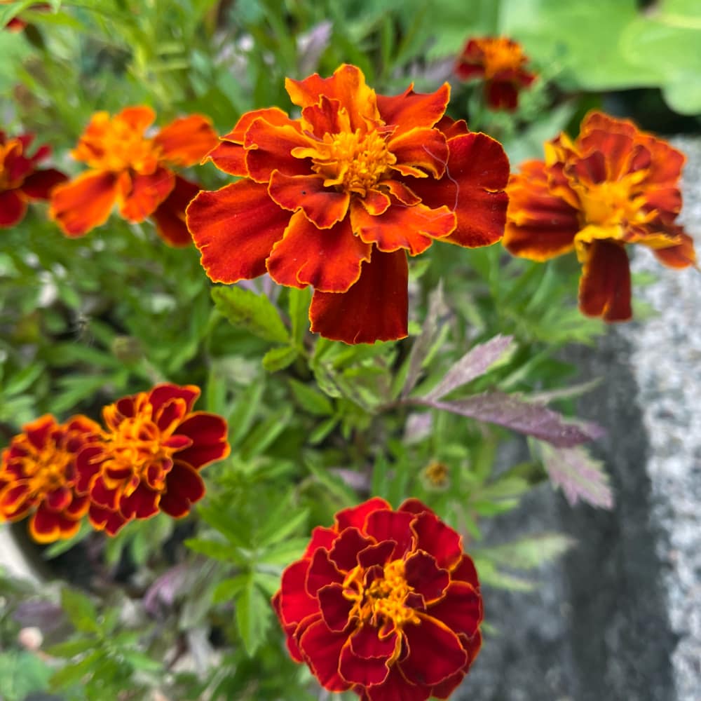 Tagetes 'Red Brocade'