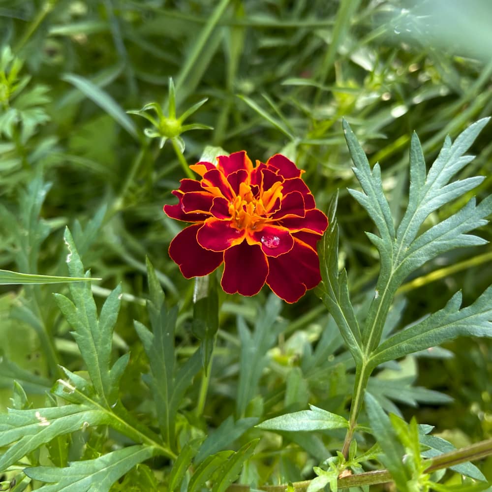 Tagetes 'Red Brocade' - 2
