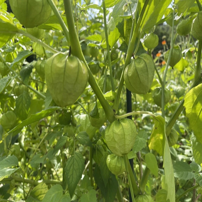 Tomatillo hängande