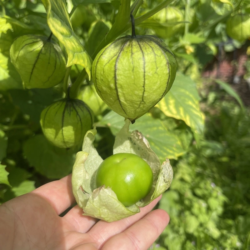 Närbild grön Tomatillo