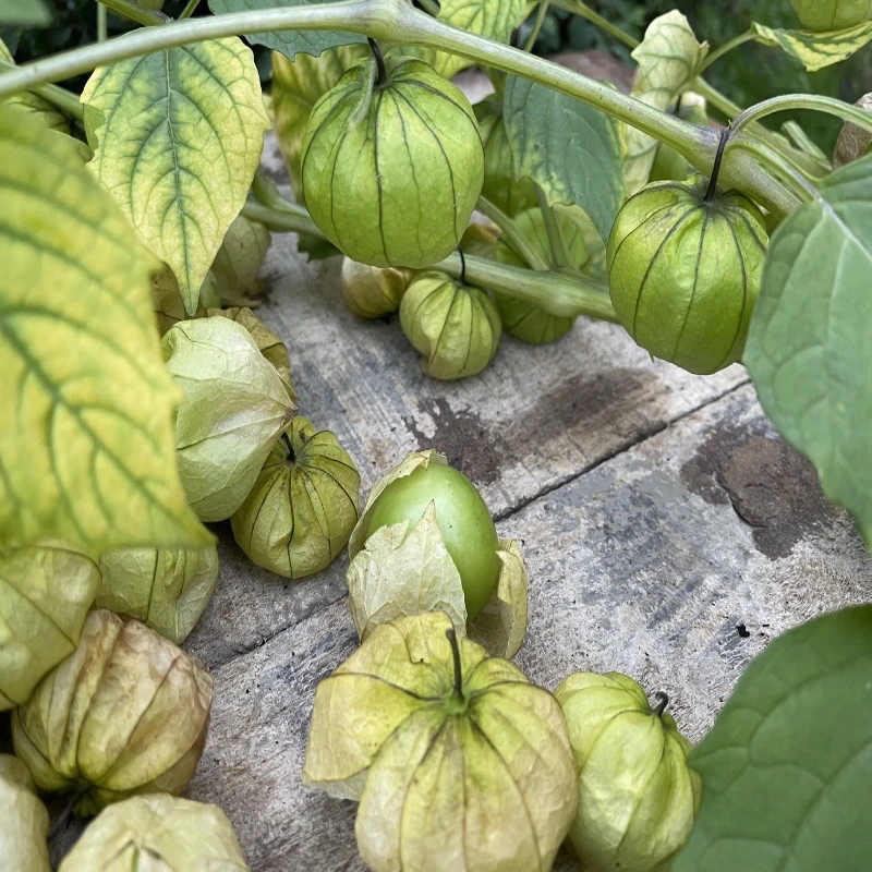 Tomatillo 'Verde' - 6