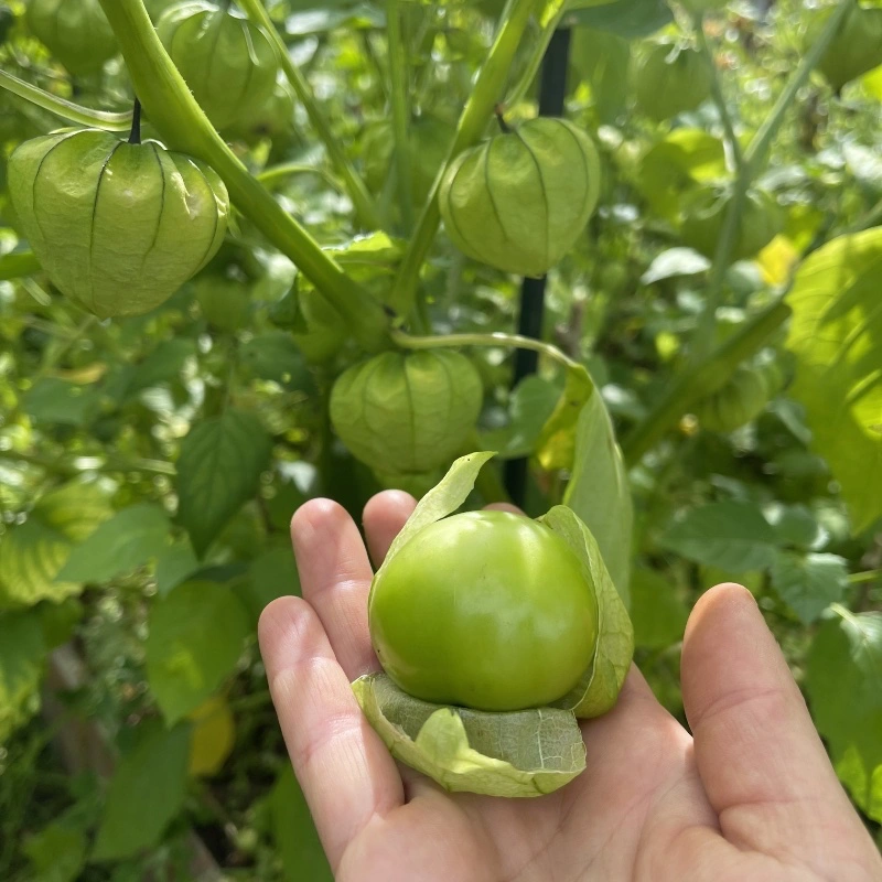 Tomatillo 'Verde' - 4