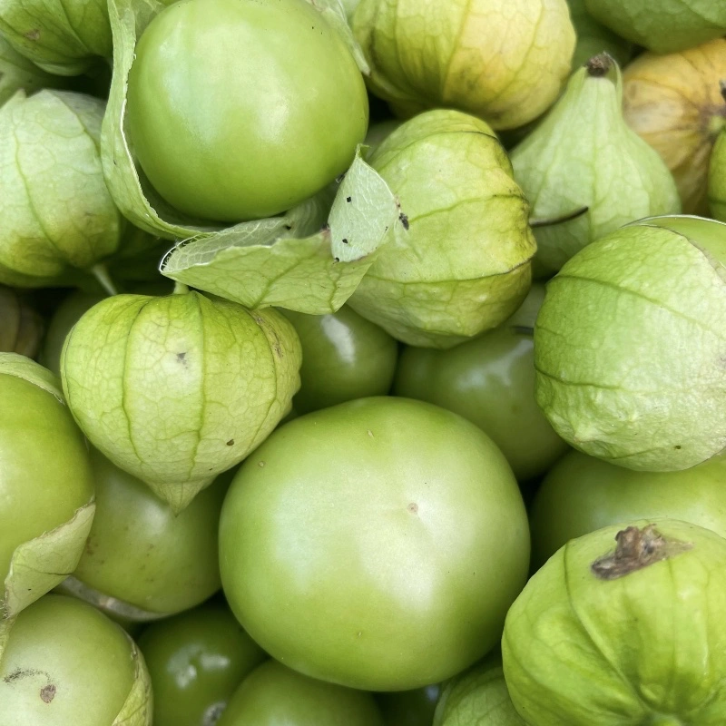 Odla Tomatillo 'Verde'