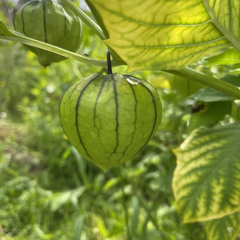 Frö till Tomatillo 'Verde'