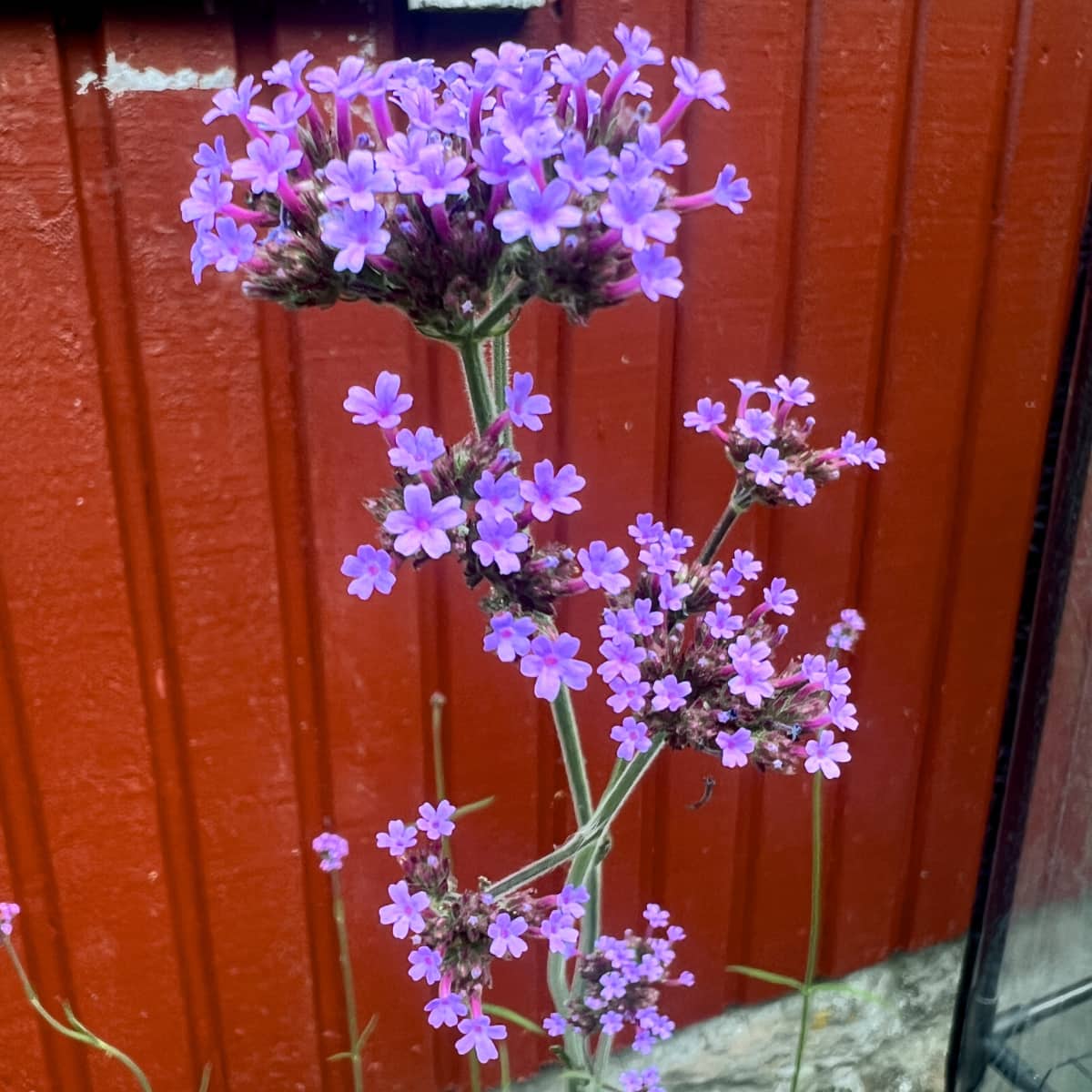 Jätteverbena - lila - 3
