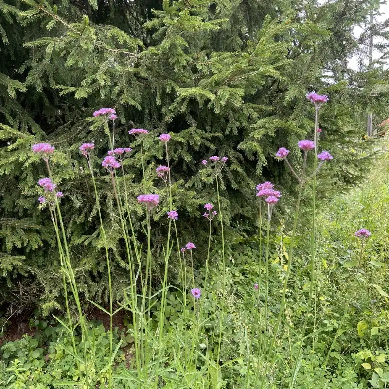 Jätteverbena (Verbena bonariensis) på friland
